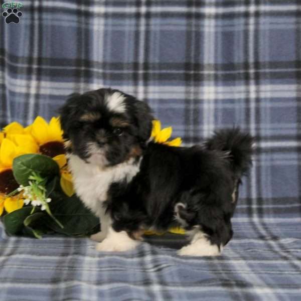 Buster, Shih Tzu Puppy